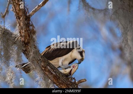 Osprey durante la stagione di matting Foto Stock