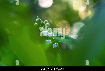 Fioritura dei gigli della valle in primo piano primaverile su sfondo sfocato con un bel bokeh fatto con un oggetto speciale Foto Stock