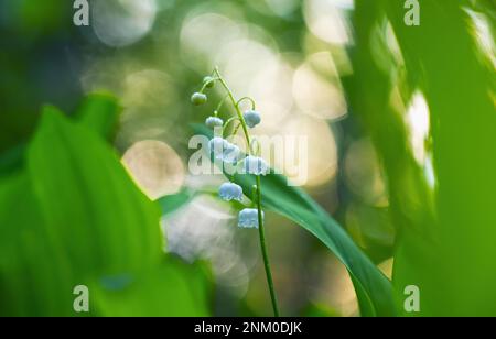 Fioritura dei gigli della valle in primo piano primaverile su sfondo sfocato con un bel bokeh fatto con un oggetto speciale Foto Stock