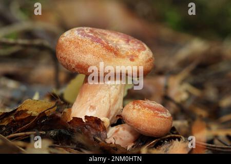 Il fungo selvatico commestibile Lactarius deliciosus cresce nella foresta. Comunemente noto come tappo del latte allo zafferano e fungo di pino rosso. Il fungo ha una ca Foto Stock