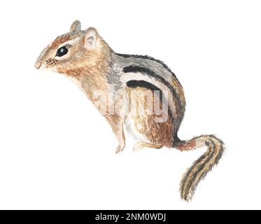 Illustrazione di acquerello animale Chipmunk disegnata a mano Foto Stock