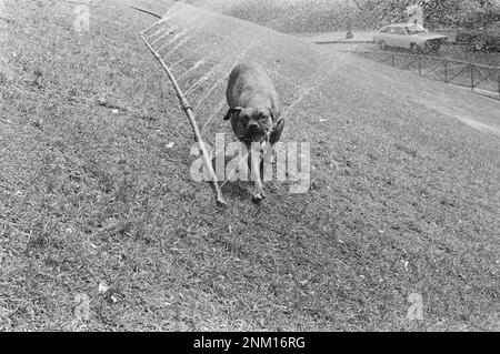 Onda di calore nei Paesi Bassi, un cane boxer beve acqua da una manichetta ca. Luglio 3, 1976 Foto Stock