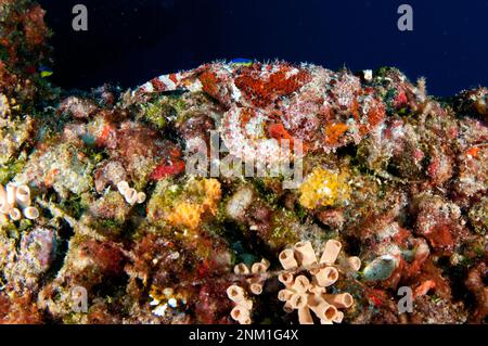 Flower Garden Banks National Marine Sanctuary. L'invasivo corallo di coppa arancione. Questa specie dall'Indo-Pacifico folle fuori coralli nativi ca. 23 ottobre 2012 Foto Stock