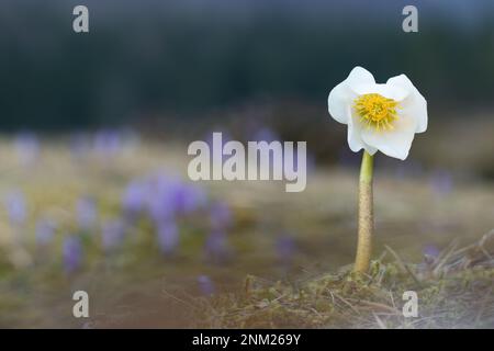 Rosa di Natale, Helleborus niger nello sfondo campo di croco, Alpi Giulie, Slovenia Foto Stock