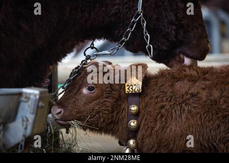 Parigi, Francia. 24th Feb, 2023. Le mucche sono viste prima dell'apertura della Fiera Internazionale dell'Agricoltura (Salon de l'Agriculture) a Parigi, Francia, 24 febbraio 2023. L'edizione 2023 della Fiera Internazionale dell'Agricoltura si terrà a Parigi dal 25 febbraio al 5 marzo. Credit: Aurelien Morissard/Xinhua/Alamy Live News Foto Stock