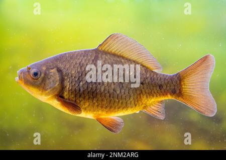 carpa crociana nuoto in acqua Foto Stock