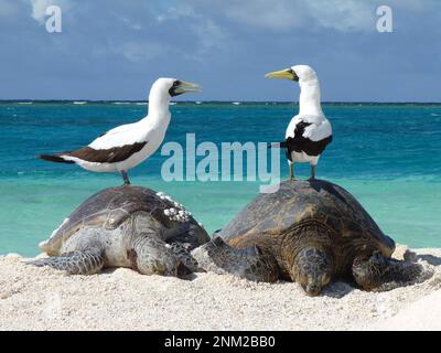 Un paio di boobies mascherati (Sula dactylatra) riposano sulla cima di due tartarughe marine verdi in Papahānaumokuākea Marine National Monument ca. 30 giugno 2012 Foto Stock