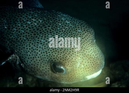 Porcospinefish (Diodon hystrix) nel Mar dei Caraibi ca. 27 febbraio 2014 Foto Stock