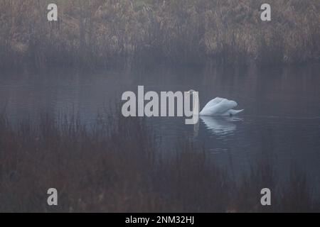 Mute Swans nelle paludi del fiume Werra Foto Stock