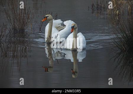 Mute Swans nelle paludi del fiume Werra Foto Stock