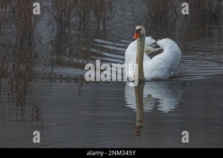 Mute Swans nelle paludi del fiume Werra Foto Stock