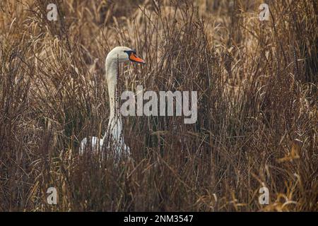 Mute Swans nelle paludi del fiume Werra Foto Stock