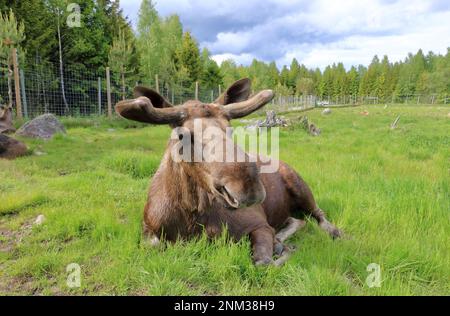 Alce europee, Alces alces, conosciuto anche come l'alce. Animali selvatici nella località di villeggiatura della fauna selvatica in svezia Foto Stock