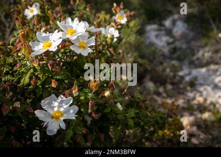 Fioritura di Cistus salviifolius sul Monte Carmelo nel mese di febbraio in Israele. Flora di Israele Foto Stock