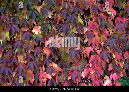 Grappolo di foglie di edera e frutti in autunno. Foto frontale, e dettaglio, autunno, vino rosso, sfere, rami verdi Foto Stock