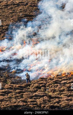 La combustione controllata di brughiera di erica (altalene o muirburn) sulle pendici di Sgor Mor a sud di Braemar, Aberdeenshire, Scozia UK Foto Stock