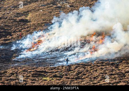 La combustione controllata di brughiera di erica (altalene o muirburn) sulle pendici di Sgor Mor a sud di Braemar, Aberdeenshire, Scozia UK Foto Stock