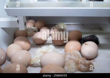pulcini e uova neonati nell'incubatore. Guscio incrinato dell'uovo da cui il pulcino cova. un uovo aperto con un cazzo che sbirciava. Foto Stock