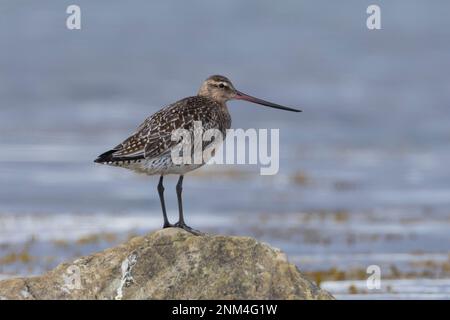 Pfuhlschnepfe, Pfuhl-Schnepfe, Schnepfe, Limosa laponica, godwit a coda di rondine, La Barge rousse Foto Stock