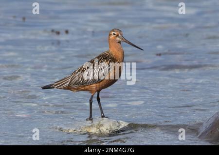 Pfuhlschnepfe, Pfuhl-Schnepfe, Schnepfe, Limosa laponica, godwit a coda di rondine, La Barge rousse Foto Stock