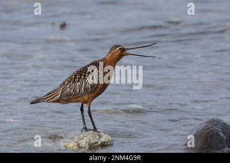 Pfuhlschnepfe, Pfuhl-Schnepfe, Schnepfe, Limosa laponica, godwit a coda di rondine, La Barge rousse Foto Stock