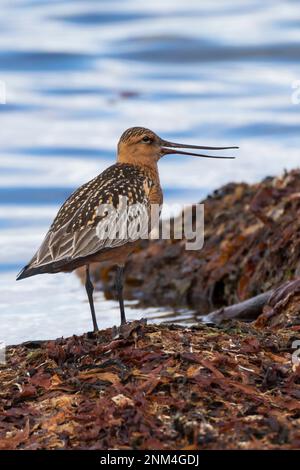 Pfuhlschnepfe, Pfuhl-Schnepfe, Schnepfe, Limosa laponica, godwit a coda di rondine, La Barge rousse Foto Stock