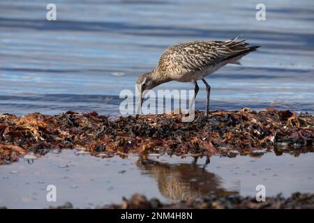 Pfuhlschnepfe, Pfuhl-Schnepfe, Schnepfe, Limosa laponica, godwit a coda di rondine, La Barge rousse Foto Stock