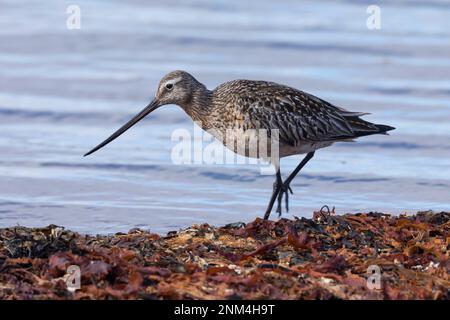 Pfuhlschnepfe, Pfuhl-Schnepfe, Schnepfe, Limosa laponica, godwit a coda di rondine, La Barge rousse Foto Stock