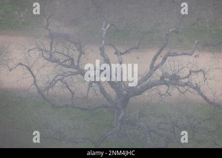 Vista dall'alto di Live Oak Tree nella nebbia lungo il sentiero del fiume sul lago Ladybird, Austin, Texass. Foto Stock