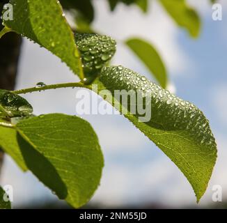 foglie di pera in acqua gocce in giardino in un giorno d'estate Foto Stock