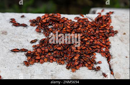 grande colonia di coleotteri rossi e neri su una pietra Foto Stock