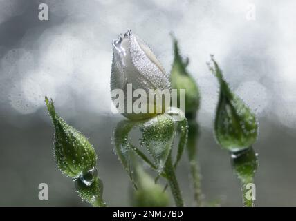 rosa bianca sott'acqua con bolle d'aria su sfondo grigio Foto Stock