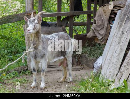 capra in un giardino rurale giorno d'estate primo piano Foto Stock