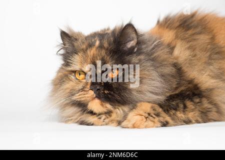 Eccellente cuccioli di dieci giorni del gallese Corgi Pembroke; è isolato su uno sfondo bianco, studio Foto Stock