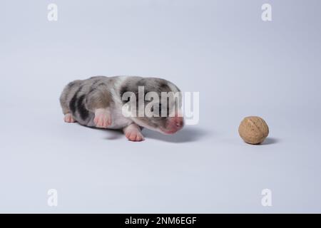 Eccellente cuccioli di dieci giorni del gallese Corgi Pembroke; è isolato su uno sfondo bianco, studio Foto Stock