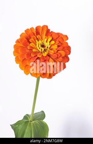 Zinnia elegans conosciuto come gioventù-e-età, zinnia comune o zinnia elegante. Foto Stock