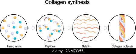 che cos'è la sintesi del collagene. Da amminoacidi e peptidi, a gelatina e molecola di collagene. Terapia anti-invecchiamento. Medicina anti invecchiamento. vettore Illustrazione Vettoriale