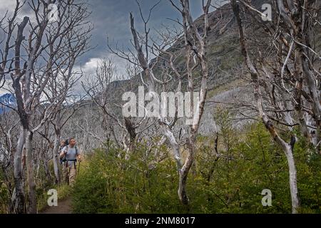 Area bruciata nel fuoco del 2011. Gli escursionisti a piedi, tra area camping Italiano e Paine Grande rifugio, parco nazionale Torres del Paine, Patagonia, Chi Foto Stock
