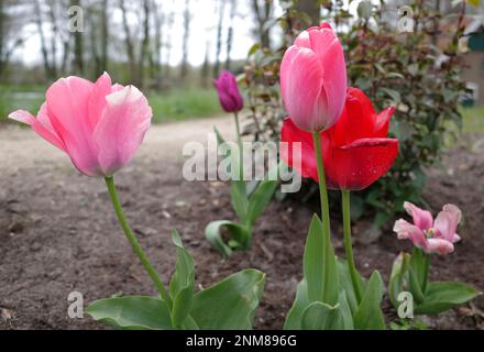 Tulipani piantati in un giardino cottage in Germania Foto Stock