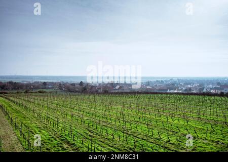 Il comune di Flörsheim-Dalsheim vicino Worms in Renish Hesse è famoso per la sua struttura medievale Fleckenmauer Foto Stock