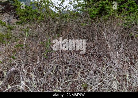 Nest of Dusky-footed Woodrat, Neotoma fuscipes, presso Point Lobos state Natural Reserve, California, USA Foto Stock