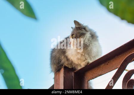 Cat bilanciamento e arrampicata lungo una recinzione metallica. gatto che cammina sulla recinzione metallica. Foto Stock