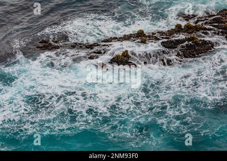 Naviga sotto le scogliere della Point Lobos state Natural Reserve, con Sea Palms, Postelsia palmaeformis, sulle rocce esposte, California, USA Foto Stock