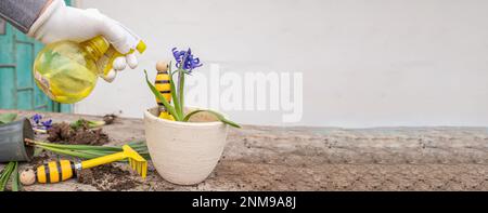 Trapianto di Iacinthus, giacinti in guanti protettivi. Manipolazione delle lampadine giacinto. piante di cupping. Le lampadine di giacinto sono velenose. Manipolazione delle lampadine giacinto Foto Stock