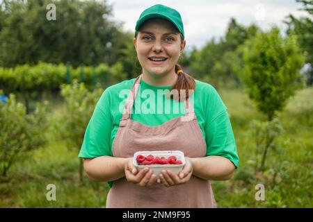 Donna giardiniere raccolta lamponi in giardino, femmina in grembiule con scatola di carta raccoglie bacche dal cespuglio Foto Stock
