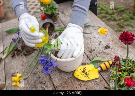 Trapianto di Iacinthus, giacinti in guanti protettivi. Manipolazione delle lampadine giacinto. piante di cupping. Le lampadine di giacinto sono velenose. Manipolazione delle lampadine giacinto Foto Stock