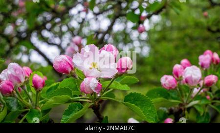 Delicati fiori di fiori di mela con gocce di pioggia. Primo piano Foto Stock