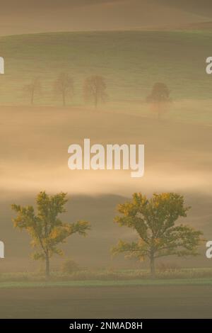 Splendidi campi moravi con viali di alberi avvolti nella nebbia mattutina. repubblica Ceca Foto Stock