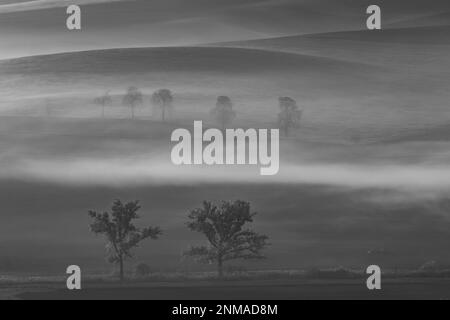 Splendidi campi moravi con viali di alberi avvolti nella nebbia mattutina. repubblica Ceca Foto Stock