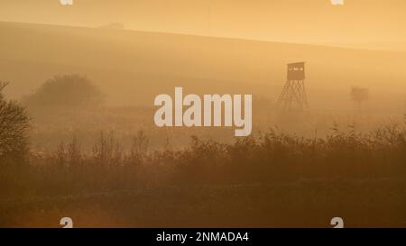 Splendidi campi moravi con viali di alberi avvolti nella nebbia mattutina. repubblica Ceca Foto Stock